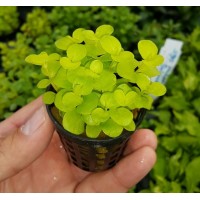 Lysimachia nummularia 'aurea Saksı Canlı Bitki