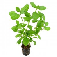 Hygrophila difformis Saksı Canlı Bitki