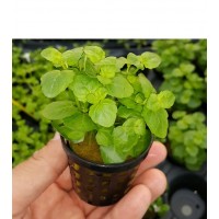 Cardamine lyrata Saksı Canlı Bitki