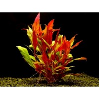 Alternanthera reineckii Saksı Canlı Bitki