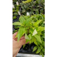 Hygrophila salicifolia Saksı Canlı Bitki