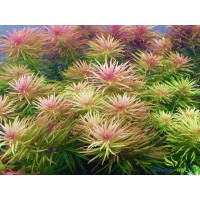 Limnophila aromatica Saksı Canlı Bitki