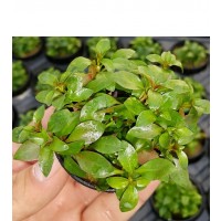 Ludwigia repens SAKSI Canlı Bitki