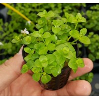 Bacopa australis SAKSI Canlı Bitki