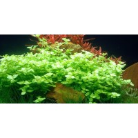 Bacopa australis SAKSI Canlı Bitki