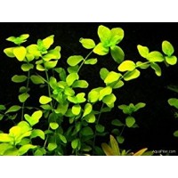 Bacopa australis SAKSI Canlı Bitki