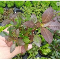 Hygrophila compact SAKSI Canlı Bitki