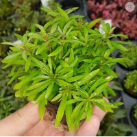 Pogestemon octopus SAKSI Canlı Bitki