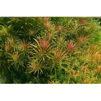 Eusteralis stellata 1 kök Orta ve Arka Plan Bitkisi / Özel Tür