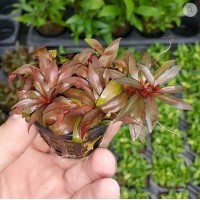 Ludwigia Peruensis SAKSI Canlı Bitki