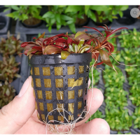Ludwigia Peruensis SAKSI Canlı Bitki