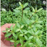 Hygrophila rosanervis SAKSI Canlı Bitki