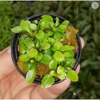 Lobelia cardinalis mini SAKSI Canlı Bitki