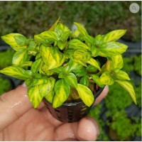 Ludwigia atlantis SAKSI Canlı Bitki