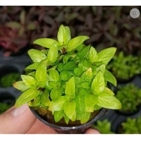 Staurogyne repens ZEMİN SAKSI Canlı Bitki