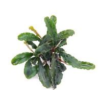 Bucephalandra Green Wavy 1 KÖK