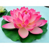 Nilüfer Bitkisi 1 Adet