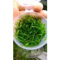Echinodorus Tenellus Vitro 120cc /E01 Zemin Bitkisi Kolay