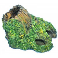 Ti-Sert Ağaç Kökü (Orta)