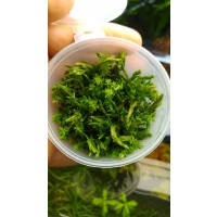 Rotala Wallichii İn Vitro Orta Plan Bitkisi