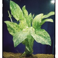 Echinodorus Marble Queen Saksı - Orta Plan Bitkisi