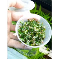 Marsilea hirsuta 120cc /M05 En Kolay Zemin Bitkisi